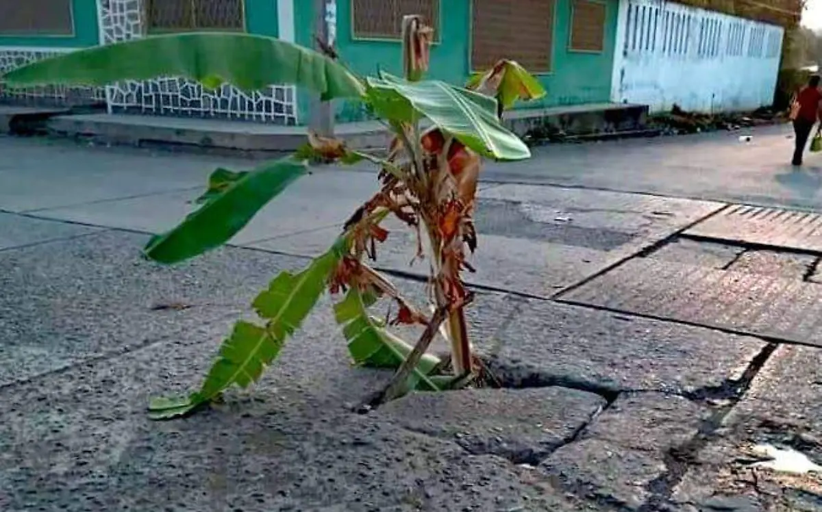 plantas de plátano